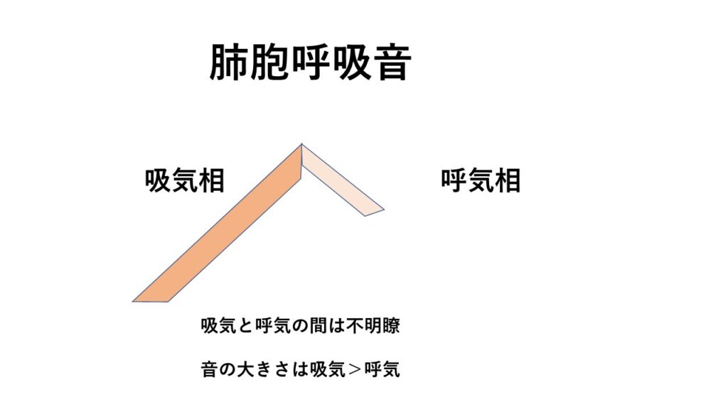 気管支呼吸音の種類