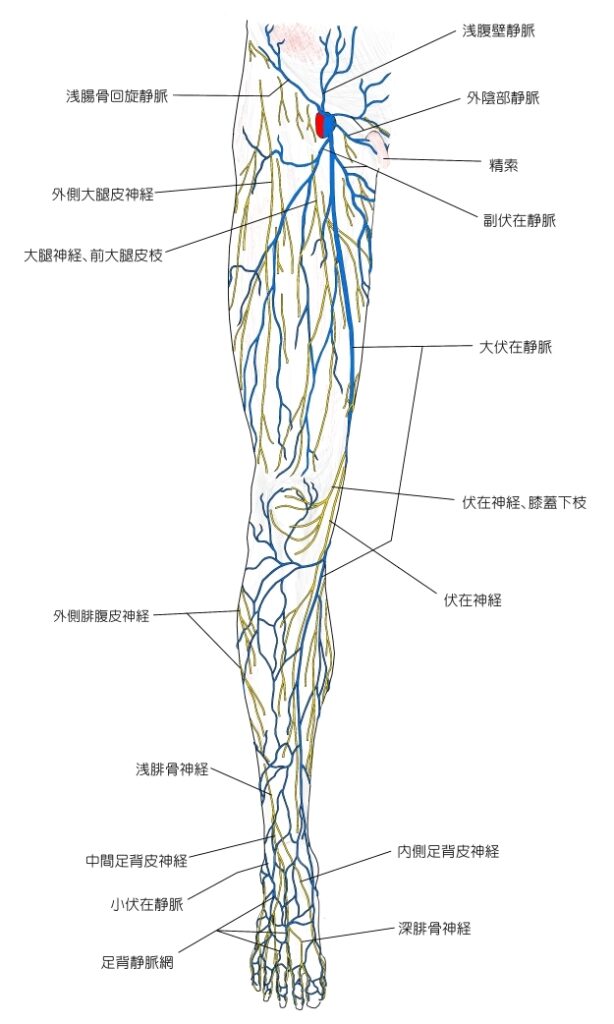 下肢静脈瘤（下肢静脈解剖） | 総合診療・救急医療施策要綱