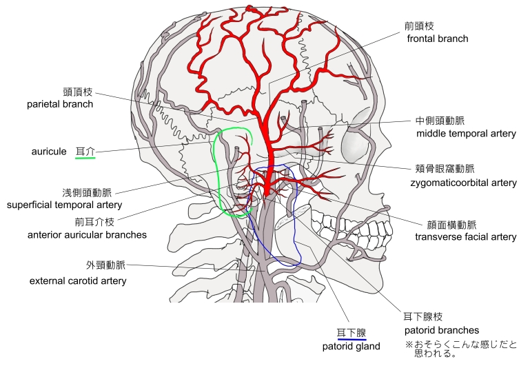 動脈炎はどのように診断されますか?