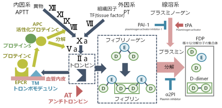 血液が濃いとどんな症状が出るの?